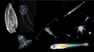 The wide range of body size, form and function in the zooplankton is fascinating but poses some serious challenges to modellers