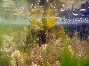 Seaweed in very clear shallow water