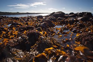 Brown seaweed covering rocks on the beach