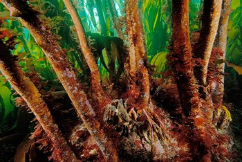 Kelp forest underwater