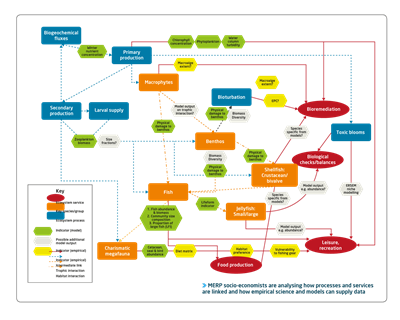 Flow chart demonstrating processes and services