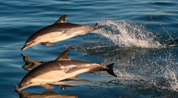 Dolphins jumping out of the water