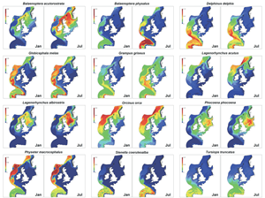 Cetacean density maps