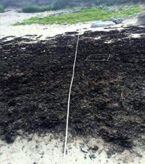 Kelp transect