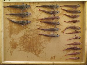 Different sizes of gurnards caught aboard the Prince Madog