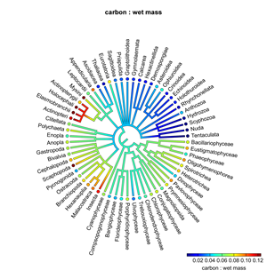 Taxonomy dendrogram showing the carbon:wet mass ratio. Dot colour represents the mean value for the trait