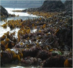 Kelp on the Irish coastline